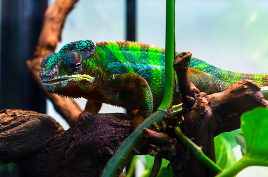 Adult lizard in the zootherrarium