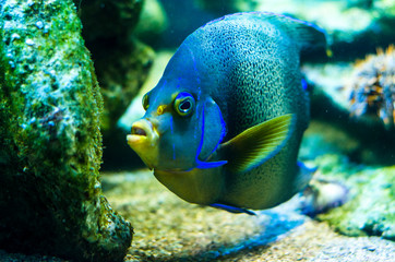 Naklejka na ściany i meble Blue-yellow aquarium fish