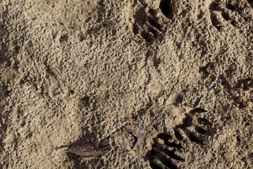 A close view of the sand texture of the beach.