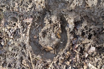 A close view of the horseshoe print in the hard soil.