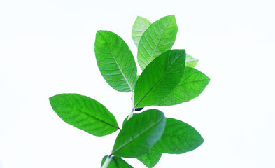 Naklejka na ściany i meble Guava leaves with natural white background