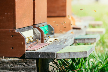 Bees hive: Flying to the landing boards
