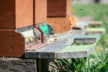 Bees hive: Flying to the landing boards