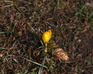 blooming crocus spring