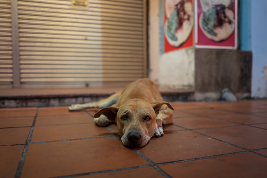 A street dog in Malacca, Malaysia.