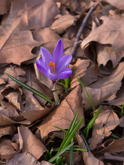 blooming crocus spring