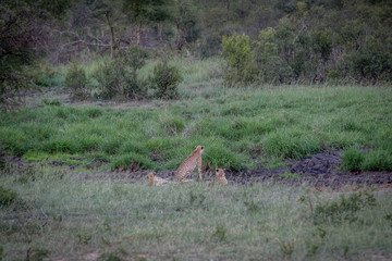 Three Cheetahs hiding in a drainage line.