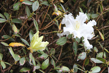 In a park in Thailand