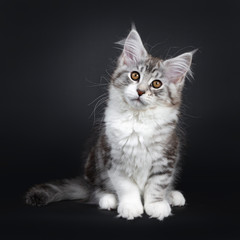 Naklejka na ściany i meble Cute black tabby with white Maine Coon cat kitten, sitting facing front. Looking straight at lens with brown eyes. Isolated on a black background. Tail beside body.