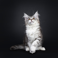 Cute black tabby with white Maine Coon cat kitten, sitting facing front with one paw  playing in air. Looking up with brown eyes. Isolated on a black background. Tail beside body.