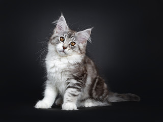 Cute black tabby with white Maine Coon cat kitten, sitting side ways. Looking beside lens with brown eyes. Isolated on a black background. Tail behind body.