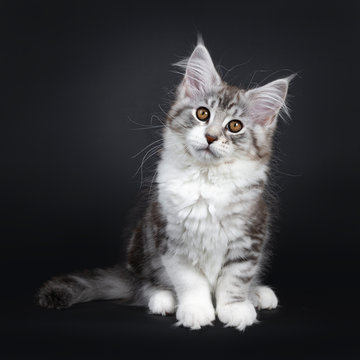 Cute black tabby with white Maine Coon cat kitten, sitting facing front. Looking straight at lens with brown eyes. Isolated on a black background. Tail beside body.