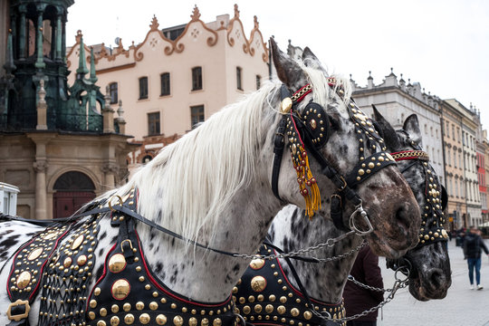 Pair of spotted horses with carriage in Krakow, Poland