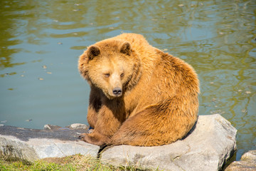 Brown bear