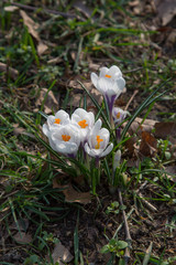 blooming crocus spring