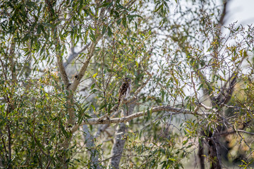 Pearl-spotted owlet on a branch.