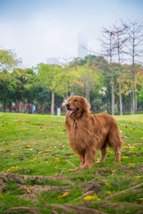 Obraz premium Cute Golden Retriever dogs play in Park Meadows