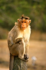 Portrait of an monkey