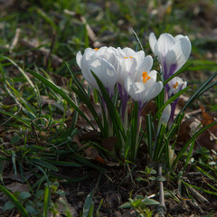 blooming crocus spring