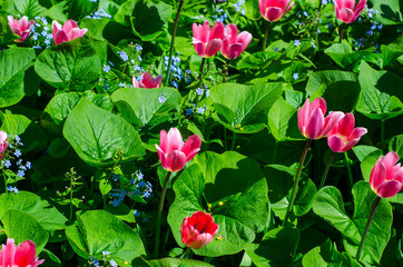 Flowering tulips in the park