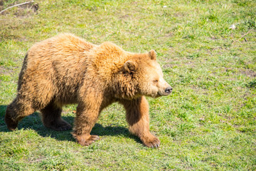Brown bear