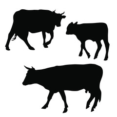 Vector silhouettes of cows, different poses, black color, isolated on white background