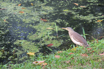 Bittern (Thailand)