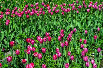 Fototapeta premium Flowering tulips in the park