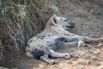 Young Spotted hyena laying in the sand.