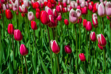 Fototapeta premium Flowering tulips in the park