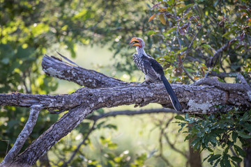 Yellow-billed hornbill on a branch.