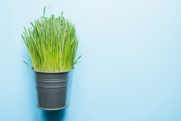 Green grass in pot. Spring concept. Space for text.