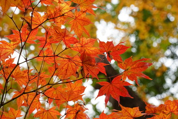 紅葉
