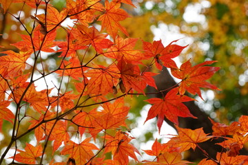 楓の紅葉