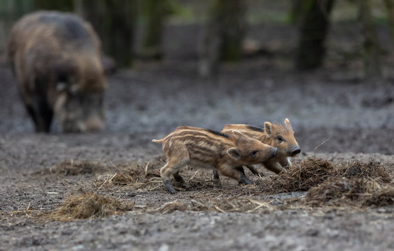 Young Wild Boar Europe