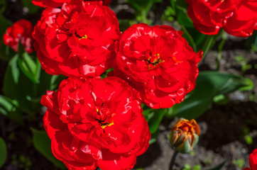 Flowering tulips in the park