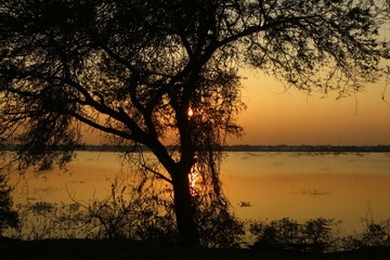sunset evening silhouette trees