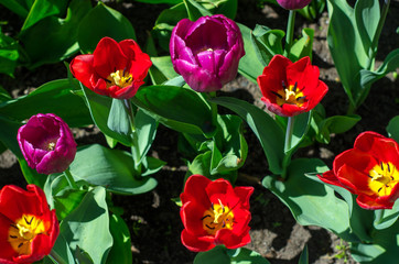 Fototapeta na wymiar Flowering tulips in the park