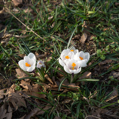 blooming crocus spring