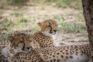 Coalition of Cheetahs laying in the sand.