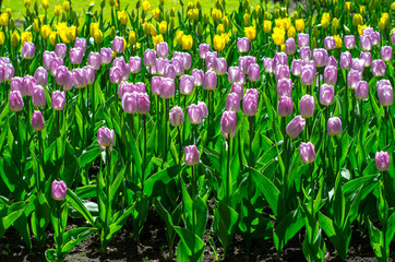 Fototapeta premium Flowering tulips in the park