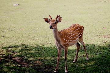 deer in the forest