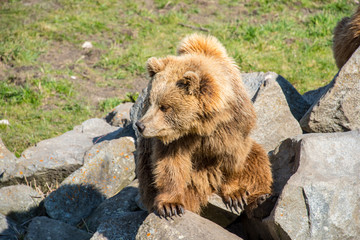 Brown bear