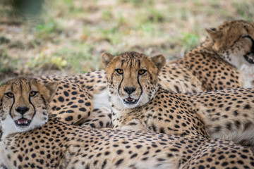 Coalition of Cheetahs laying in the sand.