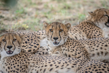 Coalition of Cheetahs laying in the sand.