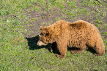 Brown bear