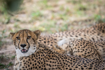 Coalition of Cheetahs laying in the sand.