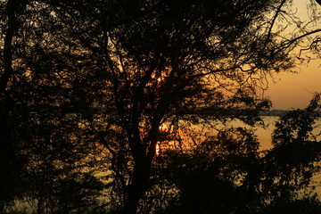 Naklejka premium sunset evening silhouette trees