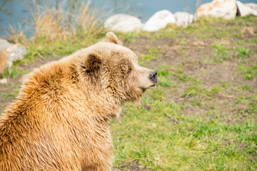 Brown bear