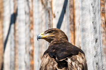 Close-up of a Red Tailed Hawk
